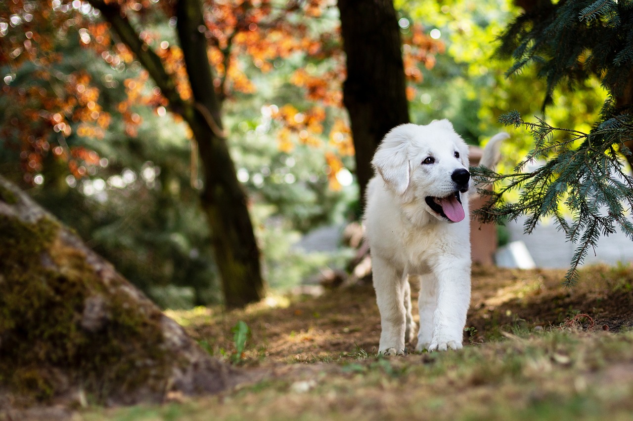 How to Train Your Dog to Use a Leash